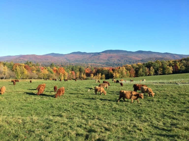 things to do in stowe vermont