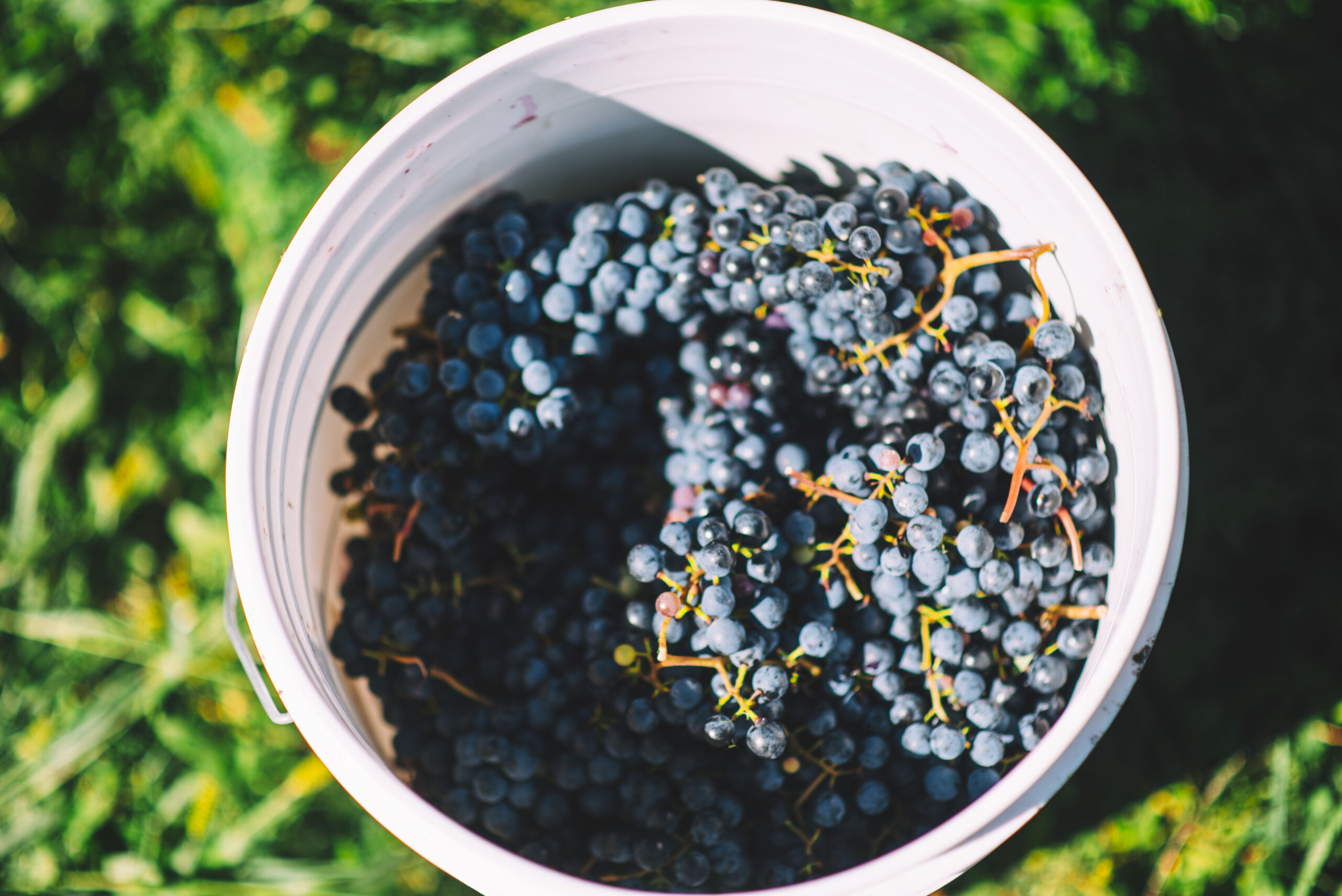 vermont vineyard grapes in a bucket
