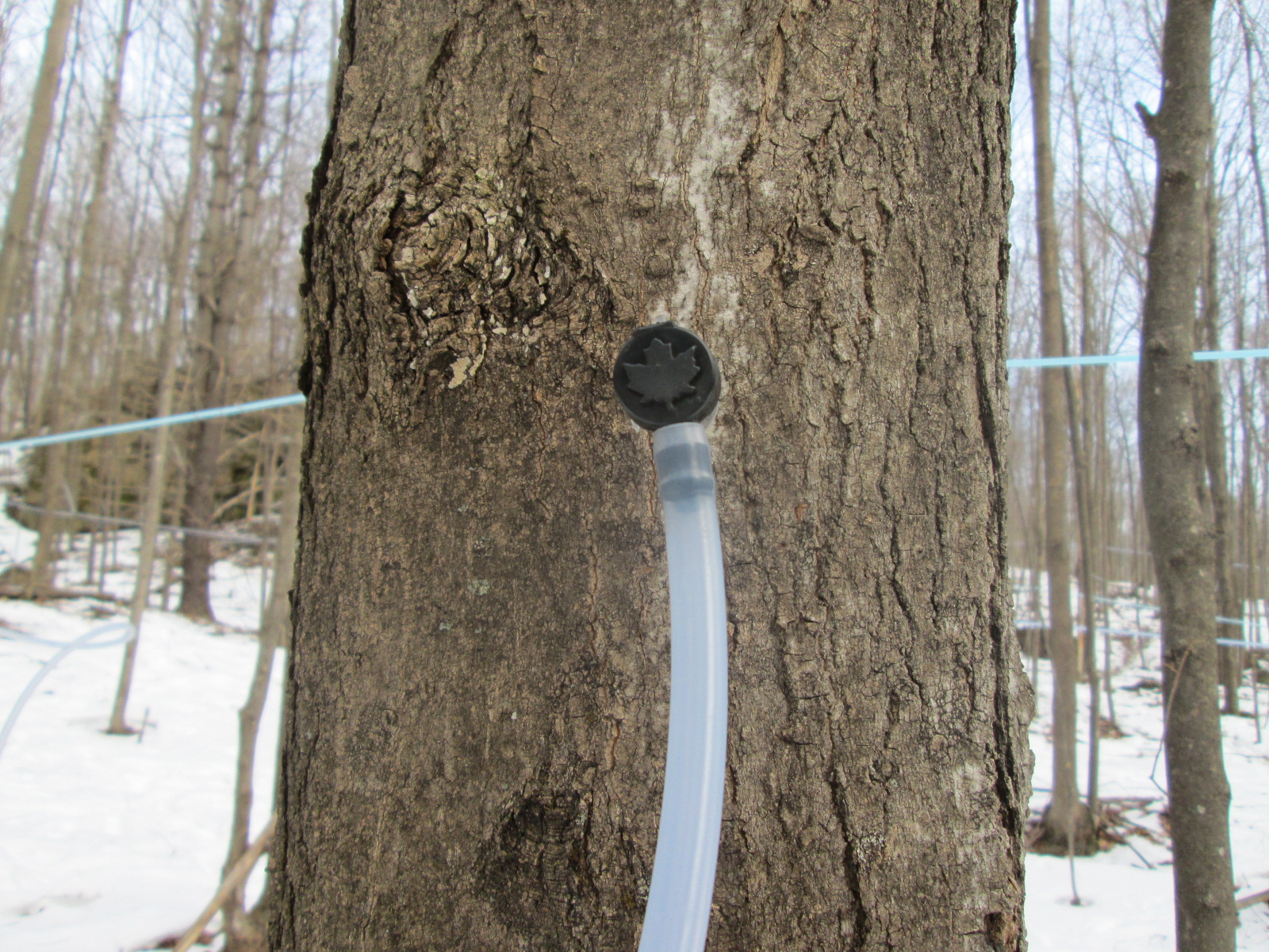 things to do in vermont tree tap in a maple tree
