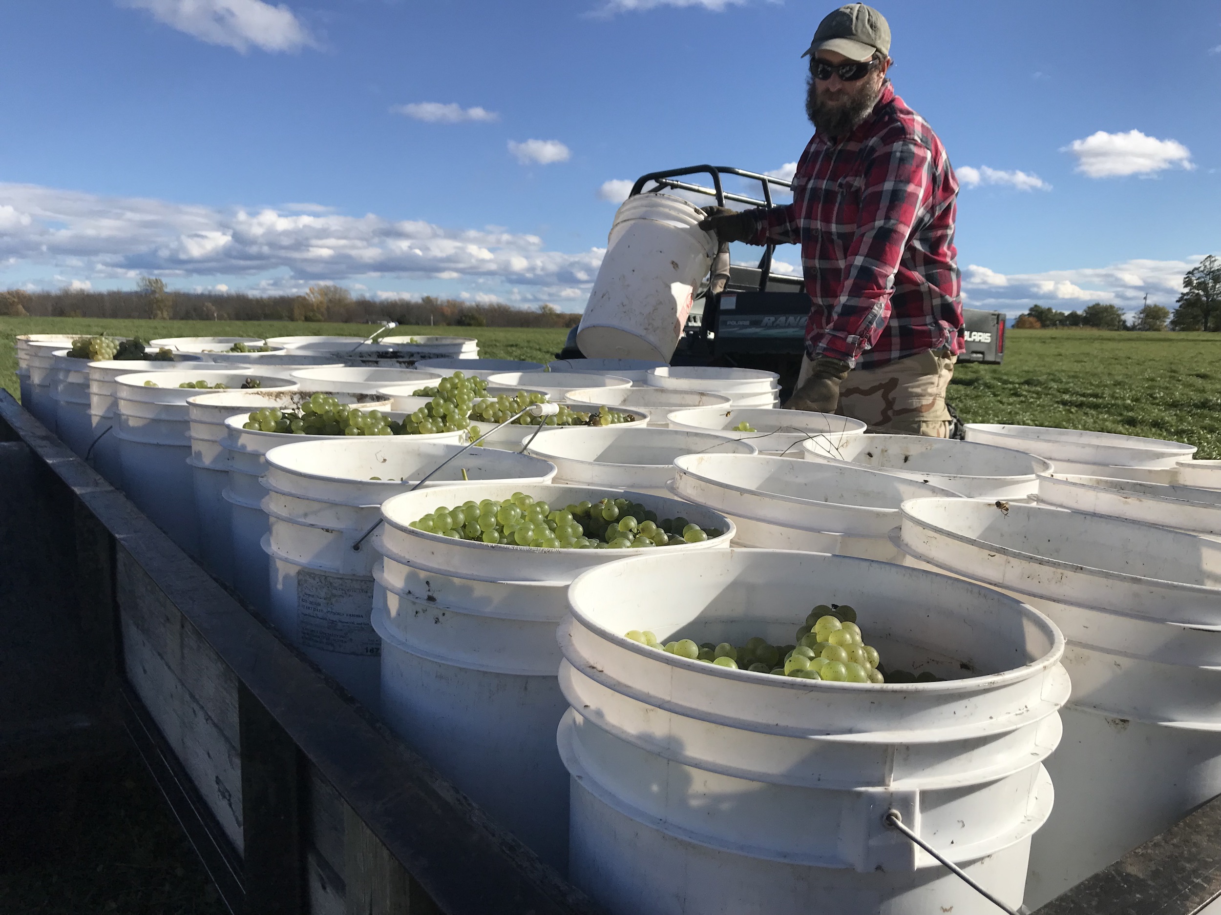 Vermont vineyard harvesting the grapes Alex