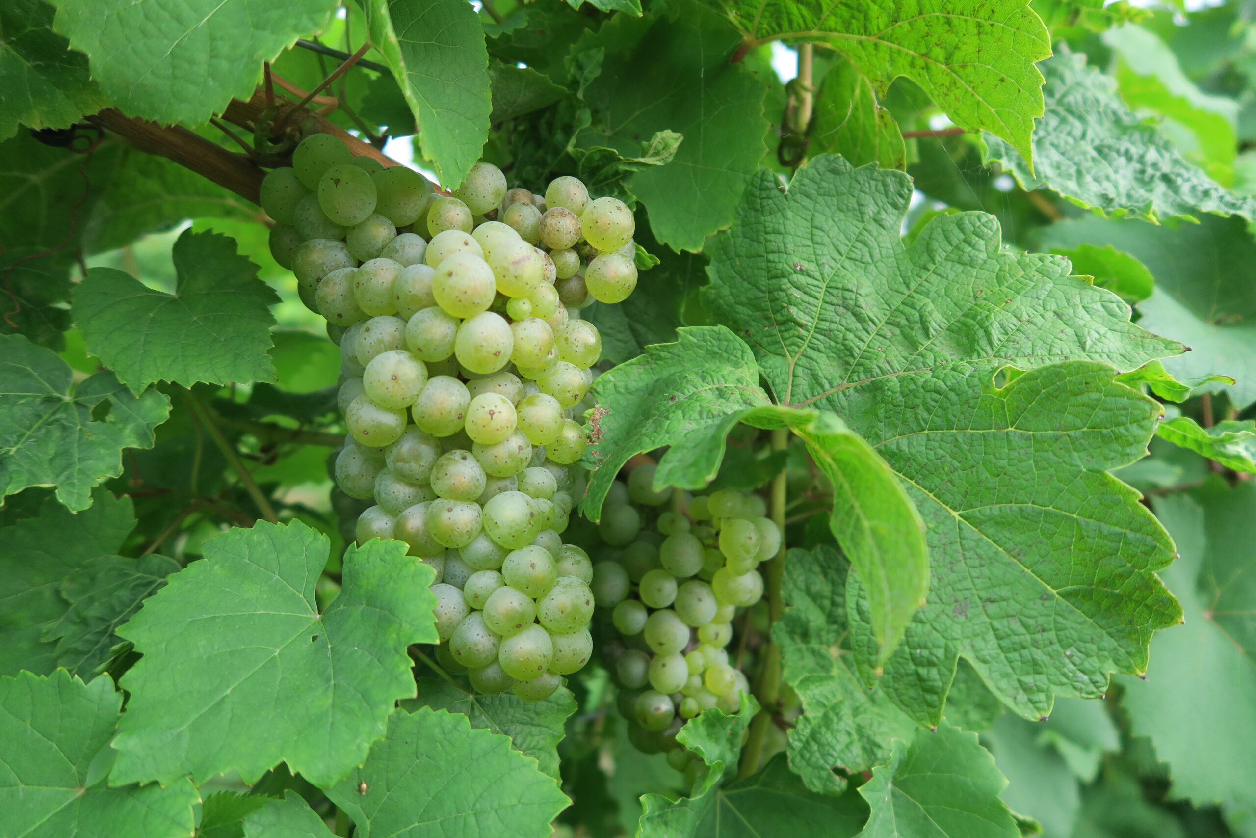 vermont vineyard green grapes on vine