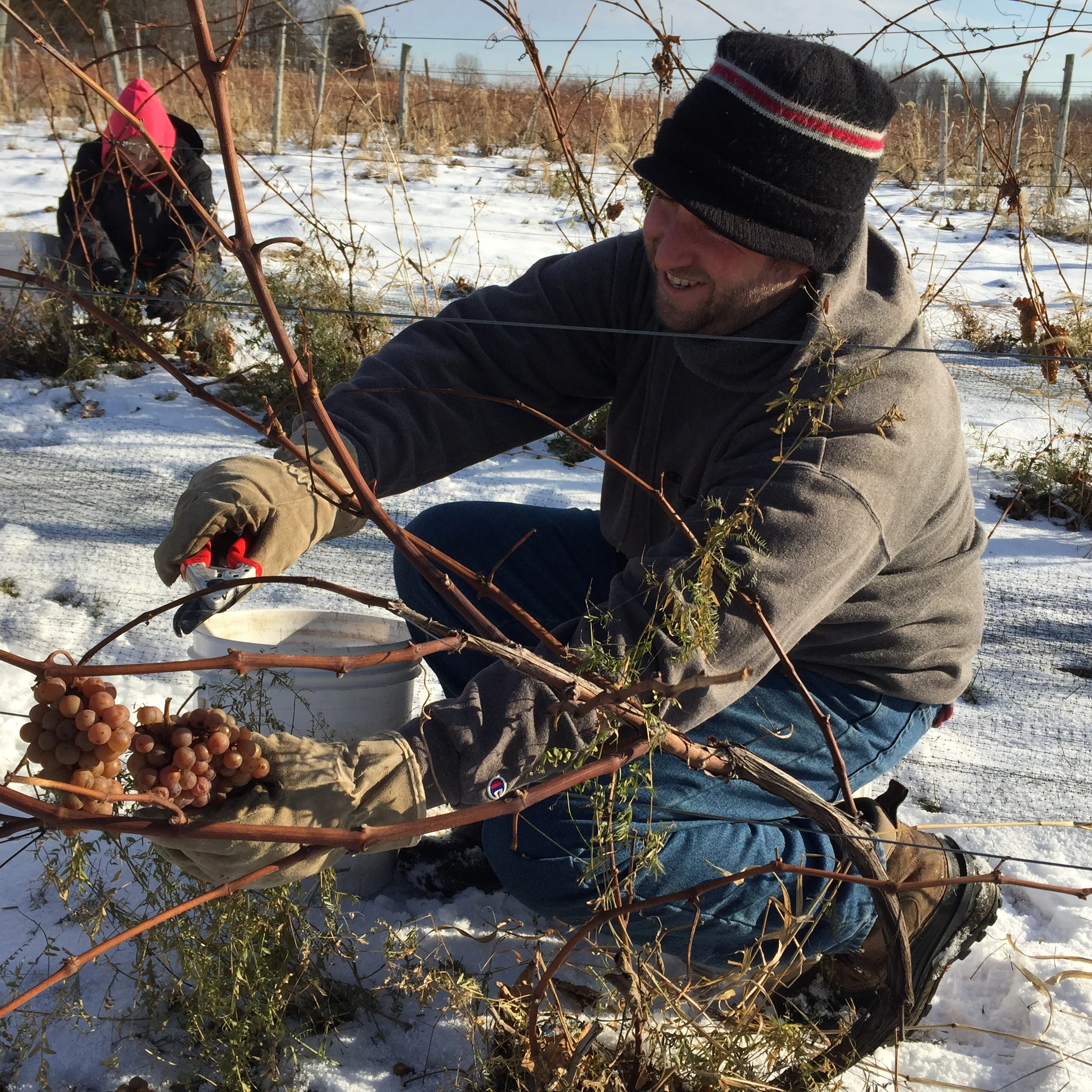 what is ice wine harvesting grapes