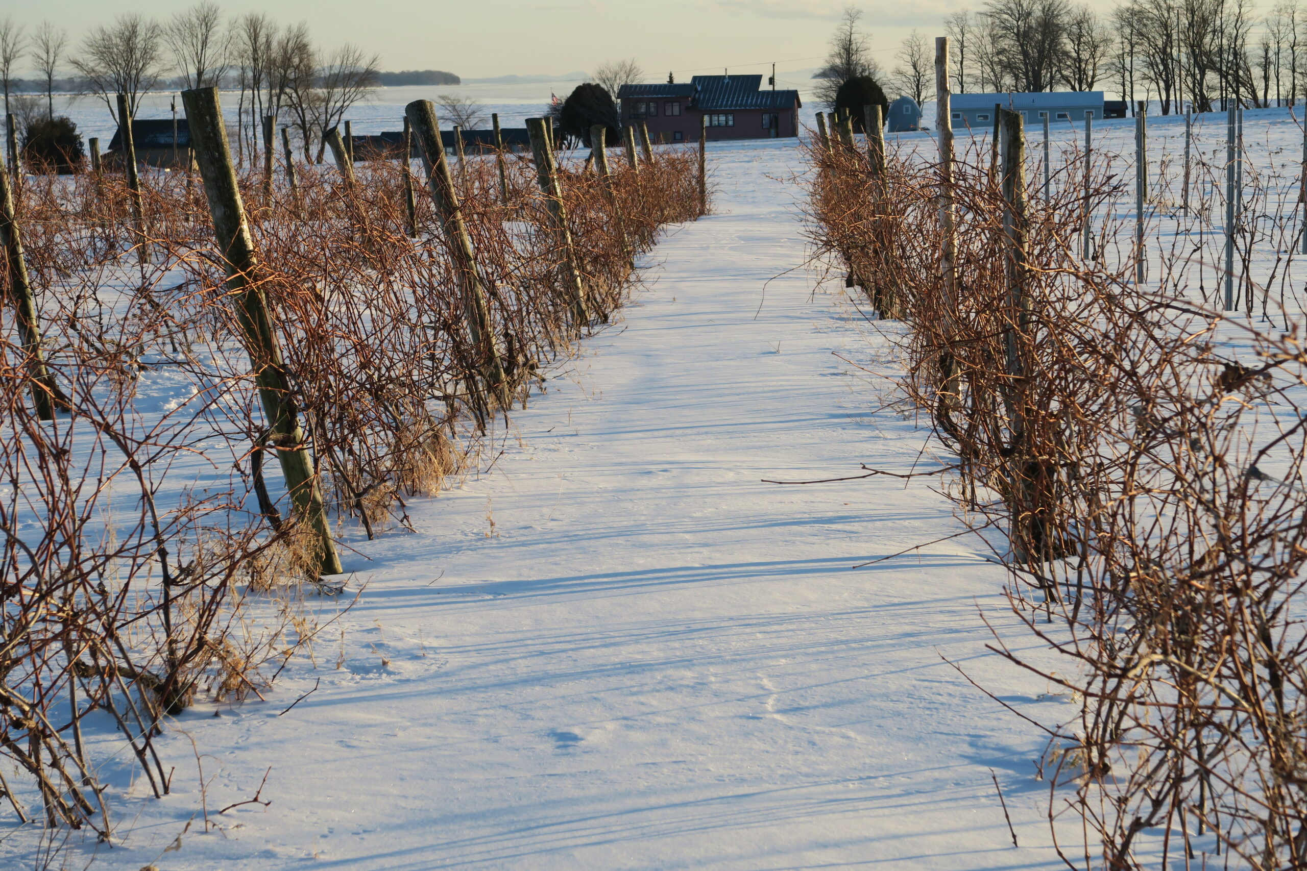 vermont wine vineyard in the winter view of brown vines