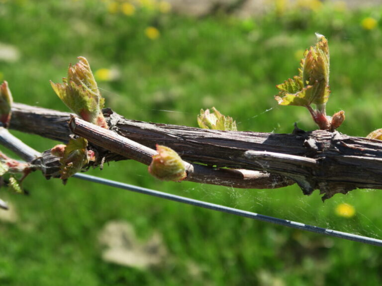 close up of buds on a grape vine