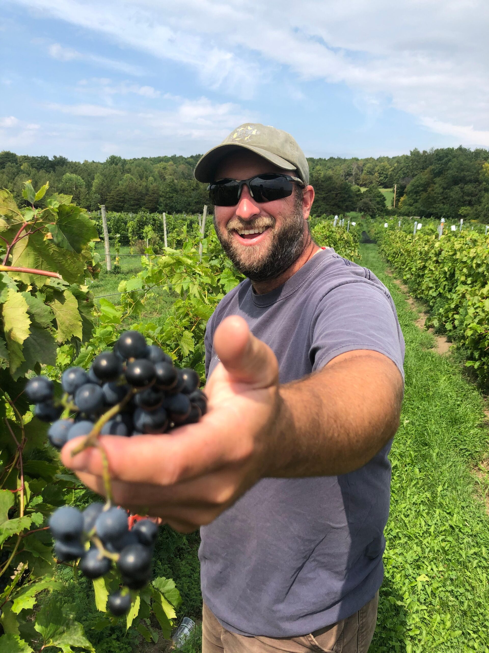 Community Harvesting Alex Lane and a Handful of Vermont Grapes