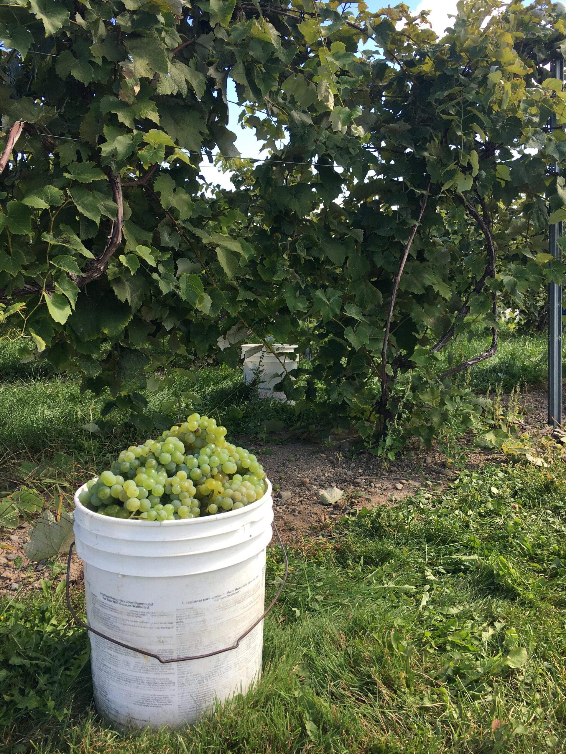 Community Harvest Bucket bounty of Vermont Grapes
