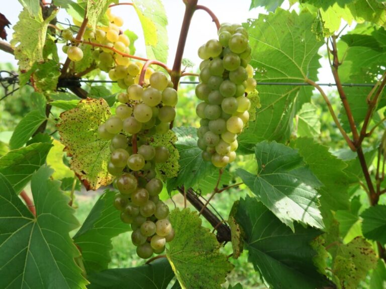 home winemaking white grape clusters hanging with foliage