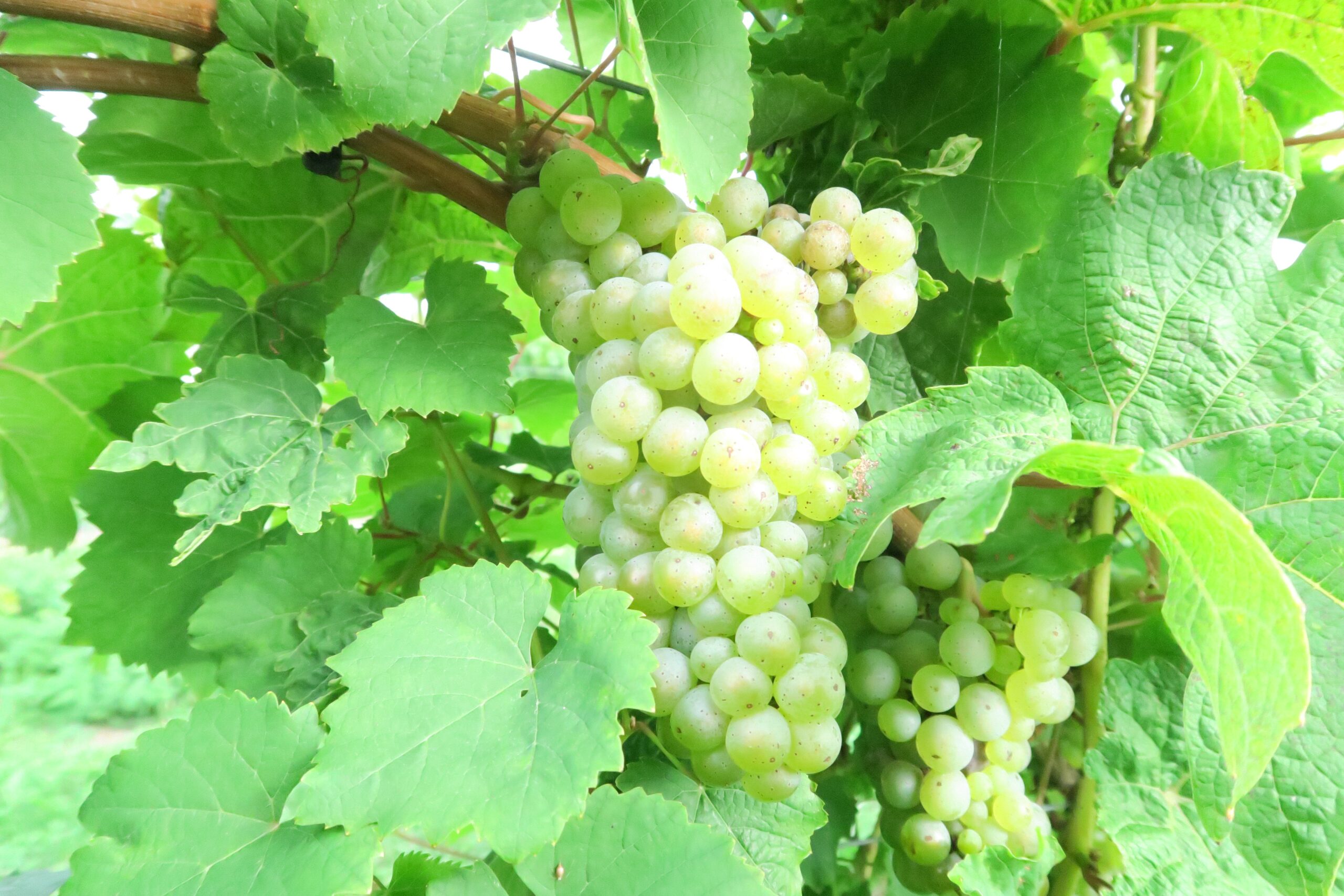 Where is Vermont - Seyval Blanc Grapes