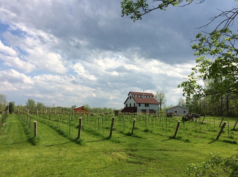 wine trail isle la motte vineyard