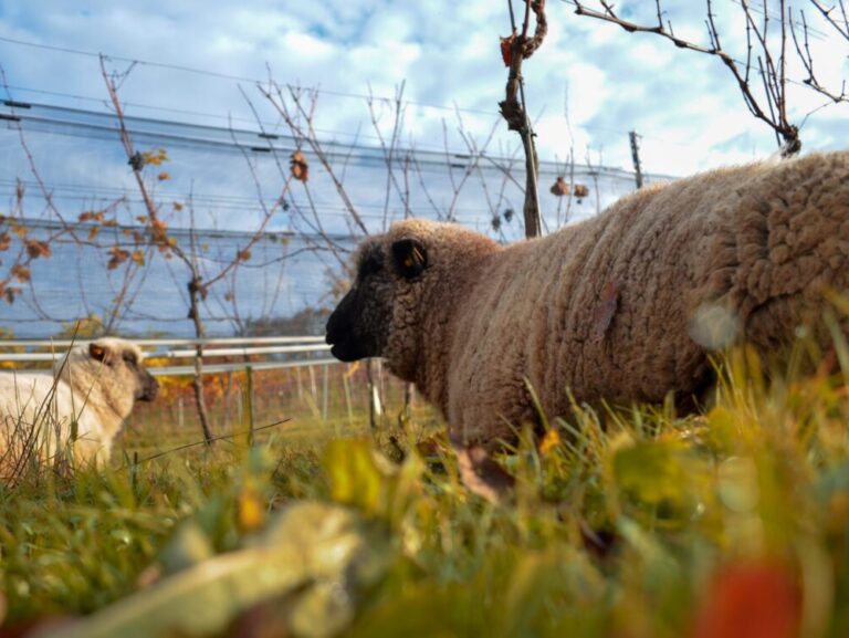 sustainable wine sheep grazing in a vineyard